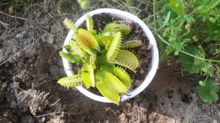 Venus Fly Trap vs Ant Colony [upl. by Tsirhc710]