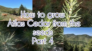 How to grow Atlas Cedar from the seeds Part 4 [upl. by Ati]