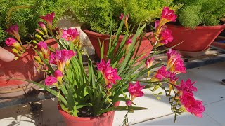 How to grow and care Freesia flowers  How to grow freesia bulbs [upl. by Gilbert]