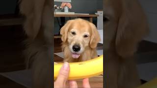 Tucker y el abuelo reaccionando al plátano 🍌 ¡Reacción épica 😂🐶 [upl. by Enimassej]