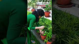 കുത്തി ഇളക്കി gardening for air circulation stirrgreenary cleaninghomeshorts plants [upl. by Akitan]