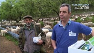 Campechanos  Una yeguada centenaria un veterinario excepcional y un refugio de burros [upl. by Poliard]