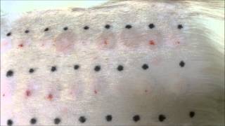 Intradermal Skin Testing at Dermvet Skin amp Ear Clinic Leicester [upl. by Bobine640]