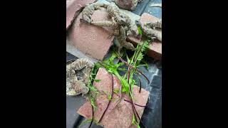 Juvenile Ornate Uromastyx Feeding on Dandelion Leaves herpetoculture lizards [upl. by Sdlonyer903]