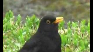 Garden birdsblackbird song [upl. by Acim]