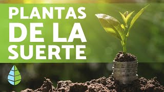 Plantas para la buena suerte 🌿 ALEGRÍA DINERO y FELICIDAD [upl. by Yrevi]