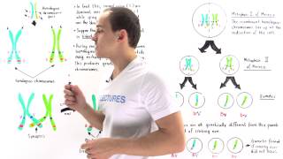 Linked Genes Crossing Over and Genetic Recombination [upl. by Garlanda712]