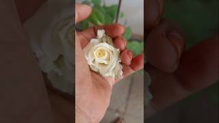 White rose 🤍whiterose plants ytshortsindia rose blooming [upl. by Ahsaet]