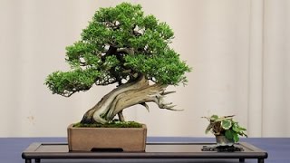 Beginner Bonsai Trees Recommended Plant List [upl. by Leunas]