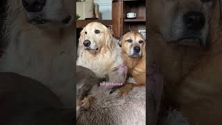 Skinny Foster Puppy Cant Stop Cuddling Up To Golden Retriever  The Dodo [upl. by Azila]