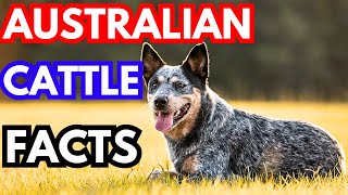 Australian Cattle Dog  Top 12 Facts [upl. by Aisinut]