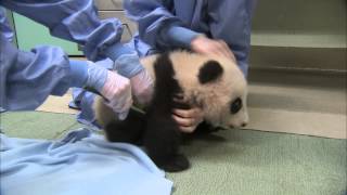 Growing Belly amp Squirming  Panda Cub 15th Exam [upl. by Lettie799]