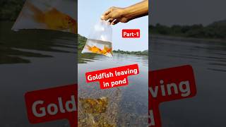 👆Realising Goldfish in Natural POND🔥💥🤯fish goldfish ponds goldfishpond [upl. by Ettebab]