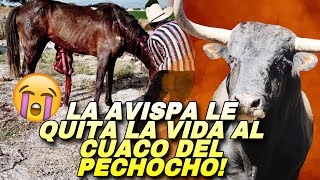 LE ARREBATA LA VID4 AL CABALLO DEL PECHOCHO LA AVISPA DE LA NORTEÑITA [upl. by Ahsinauj774]