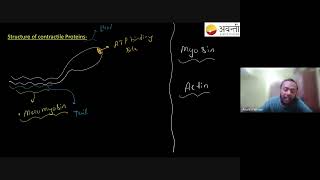 Structure of Contractile Proteins  12th NEET Biology  25th Oct 2024 [upl. by Illek705]