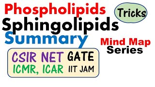 Phospholipid and sphingolipid [upl. by Prober9]