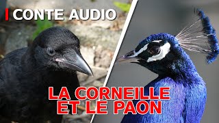 La Corneille et le Paon I CONTE AUDIO [upl. by Anwahsit996]