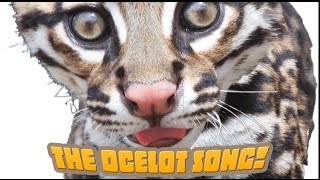 How Many Spots Has An Ocelot Got An endangered species song your kids will love [upl. by Neyrb]