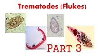 Trematodes Paragonimus microbiology git trematode [upl. by Ofloda46]