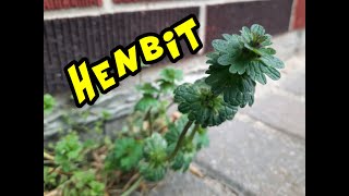 Henbit  Identification Habitat and Lookalikes [upl. by Ailemac848]