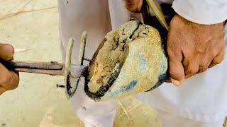 Horse Hoof Restoration  Horse Hoof Compilation  Hoof Trimming [upl. by Lexis]