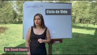 Ciclo de vida de Sarcocystis spp [upl. by Clim]