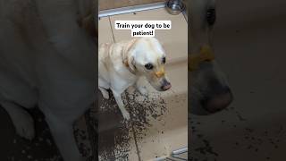 Dog TRAINING TIP patience dogtraining dogshorts viralshorts doglover dogtrainingtips [upl. by Strohl52]