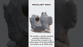 What is Maxillary Sinus  anatomy maxilla shorts [upl. by Nonregla635]