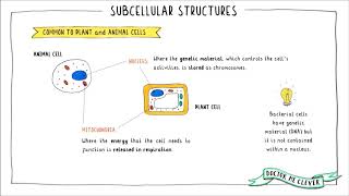 SUBCELLULAR STRUCTURES AQA 91 GCSE Biology Topic 1 Cell Biology [upl. by Stoddart]