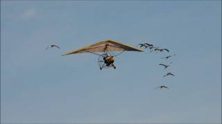 Operation Migration Whooping Cranes [upl. by Hawley]