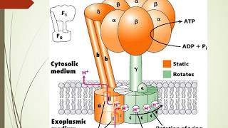 chemiosmotic ATP synthesis and ATP synthase Malayalam [upl. by Ednyl]