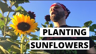 Planting pro cut sunflowers from seed  FLOWER FARM [upl. by Guillemette]