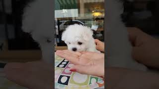 Experience the CUTEST Teacup Puppy Moments [upl. by Gallagher]