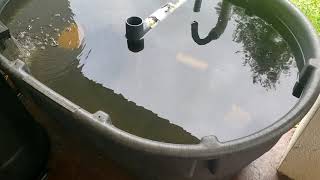 How I Started Raising Tilapia and Catfish  Small Scale Aquaculture [upl. by Anomahs]