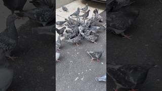 Doves in the streetbirds [upl. by Aicercal954]