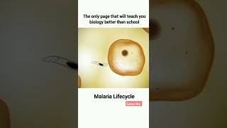 Maleria life cycle viralmedicalanatomytrendingmostpopularsourtvideoclasses [upl. by Nima]