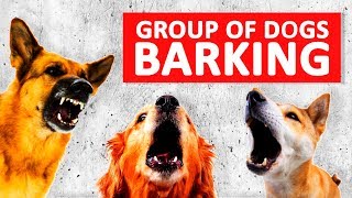 Group of Dogs Barking Sounds to Make your Dog Bark HD [upl. by Fesoy]