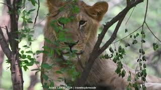 Asiatic Lion Panthera Leo Leo [upl. by Dorren]