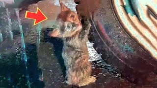 Bajo la fuerte lluvia una gatita perdida se escondió debajo del auto y llamó en voz alta a su madre [upl. by Ailam]