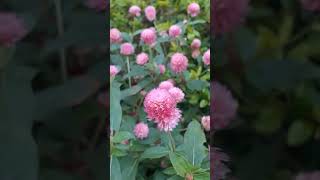 Gomphrena globosa Gomphrenaglobosa globeamaranth gomphrena gomphrenaflower meghalayaindia [upl. by Liagiba]