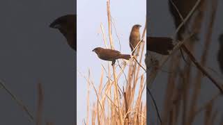 Scalybreasted Munia Eating Flower in Purbasthali  Beautiful Bird Behavior shorts youtubeshorts [upl. by Anaehr860]