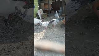 Chla gya chod ke Saharanpuri Pigeon 🐦 Newtrending videokabootarbajishortsviral youtubeshortslike [upl. by Norse]