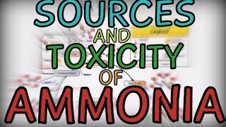 Sources and Toxicity of Ammonia [upl. by Noach]