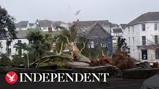 Storm Eunice Giant tree narrowly misses Cornwall shops as it falls onto street during strong winds [upl. by Inalaeham227]