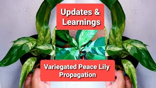 Spathiphyllum Variegated Peace Lily Picasso Propagation Updates amp Learnings [upl. by Acirderf]