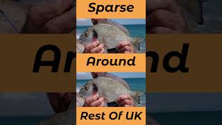 Where To Catch Gilthead Bream In The UK And Europe seafishinguk [upl. by Amedeo241]