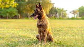 Discover the Belgian Shepherd The Perfect Dog for Active Families and Sports Lovers [upl. by Gernhard]