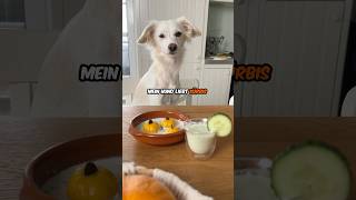 Hund 🐶  Kürbis🎃  ❤️ hund kochen rezept [upl. by Sylram]