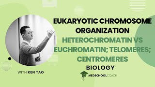 Heterochromatin vs Euchromatin amp Telomeres [upl. by Haraz]