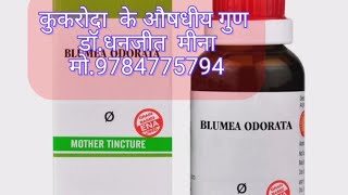 कुकरोदाBlumea odarata plant [upl. by Celin]